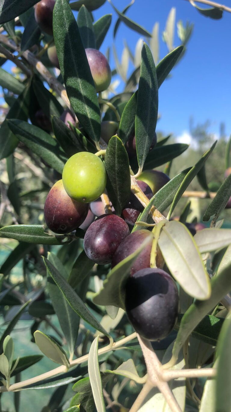 Instagram post from agriturismosantommaso. This post is in position 3.